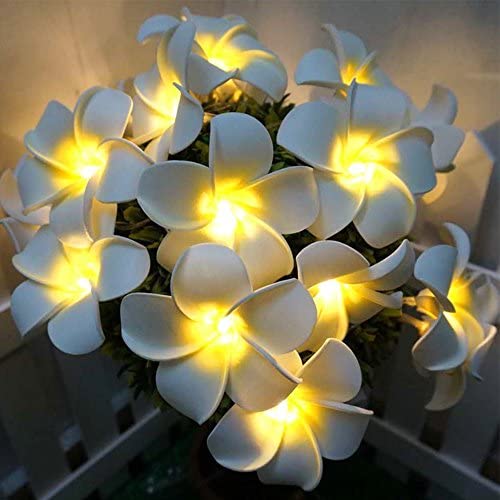 frangipani lights